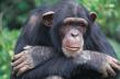 Sad monkey
