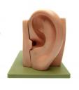 Ear