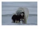 Husky and polar bear